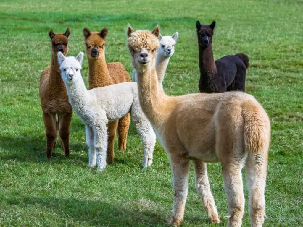 Alpacas em grupo no pasto, animais sociáveis que vivem em rebanho
