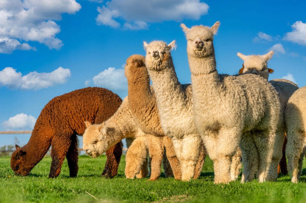Alpacas em grupo no pasto, animal de estimação exótico que virou tendência na internet