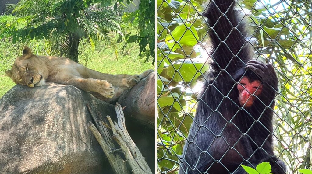 Animália Park em Cotia, fotos reais dos animais durante o passeio.