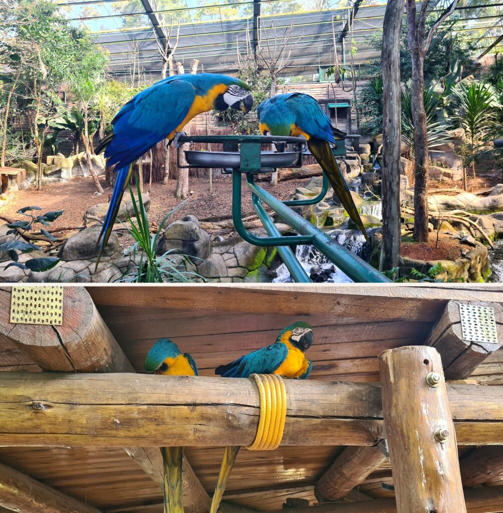 Araras coloridas no aviário do Animália Park em Cotia, em uma área imersiva com natureza e estrutura de madeira.