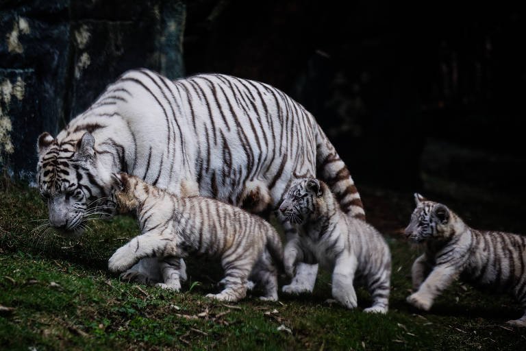 Filhotes de tigre branco no Animália Park em Cotia, filhos dos tigres Indira e Radesh.