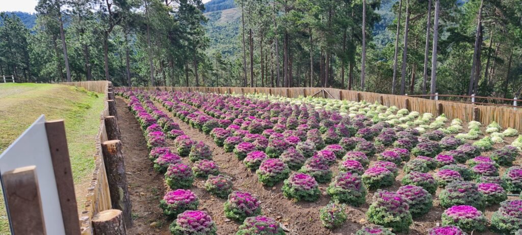 Plantas ornamentais coloridas no Parque Pico do Itapeva em Campos do Jordão, cercadas por natureza e montanhas.