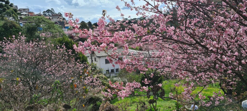 Parque da Cerejeira em Campos do Jordão, com árvores floridas e caminho em meio à natureza.