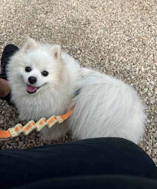 Steve, cachorro Spitz branco, durante viagem pet friendly para Campos do Jordão.