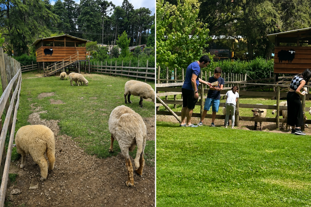 Mãostiqueiras em Campos do Jordão, com ovelhas e experiência em família no Parque da Lagoinha.