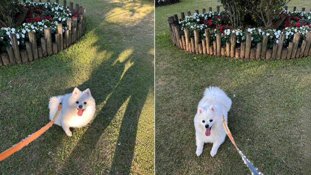 Steve, um Spitz Alemão branco, passeando pela área externa da Cantina Tia Lina em São Roque.