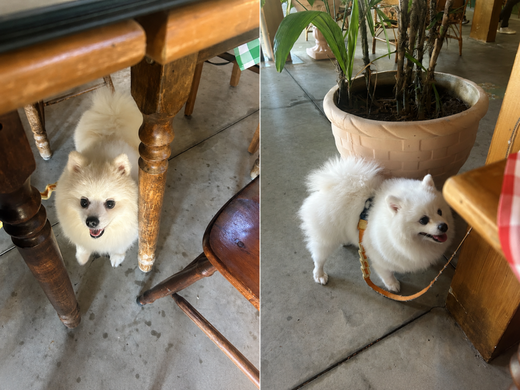 Steve, um Spitz Alemão branco, acompanhando a família na área pet friendly da Cantina Tia Lina em São Roque.