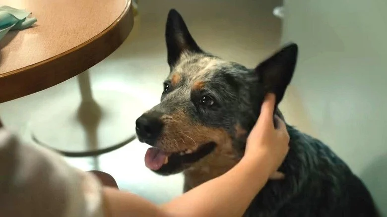 Starbuck, o cachorro da família, em cena do filme O Fim da Rua.