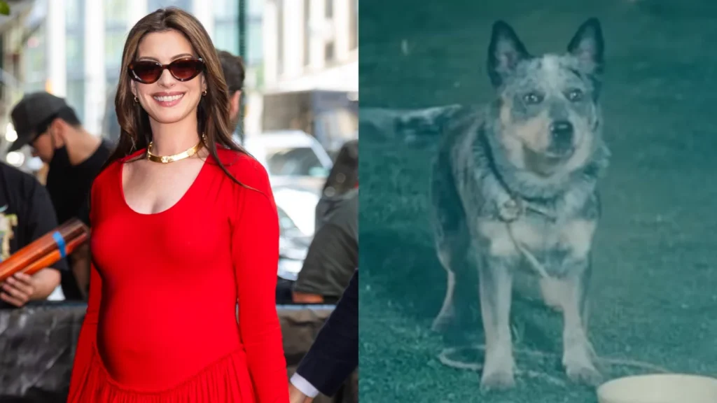 Anne Hathaway e Starbuck, cachorro do filme O Fim da Rua