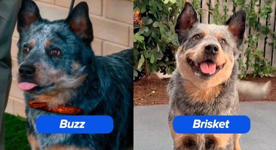 Buzz e Brisket, cães que interpretam Starbuck em O Fim da Rua