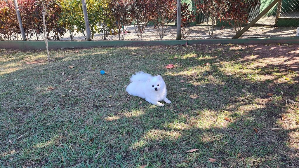 Steve, nosso Spitz Alemão branco, aproveitando o gramado do Dog Park no Brotas Eco Hotel Fazenda.